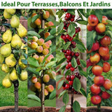 Set de 4 arbres fruitiers colonnaires (1 poirier, 1 abricotier, 1 cerisier, 1 pommier) - Livraison Offerte