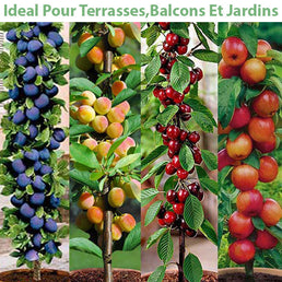 Set de 4 arbres fruitiers colonnaires (1 prunier, 1 abricotier, 1 cerisier, 1 pommier) - Livraison Offerte