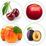 Set de 4 arbres fruitiers colonnaires (1 prunier, 1 abricotier, 1 cerisier, 1 pommier) - Livraison Offerte