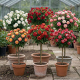 Set de 4 rosiers colonnaires sur tige - Livraison Offerte