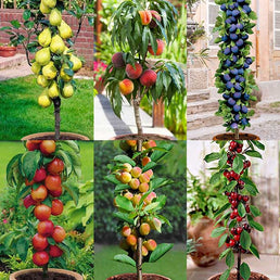 Set de 6 arbres fruitiers colonnaires (1 poirier, 1 cerisier, 1 pommier, 1 abricotier, 1 prunier, 1 pêcher) - Livraison Offerte
