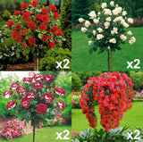 Set de 4 rosiers colonnaires sur tige - Livraison Offerte