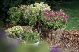 Lot de 6 arbustes de bruyère - Livraison Offerte en pot