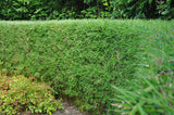 Set de 3 ou 6 arbustes en bambou persistants - Livraison Offerte
