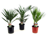 Lot de 3 Palmiers exotiques résistants à l'hiver - Livraison Offerte