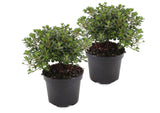 Lot de 2 Rhododendrons japonais - Livraison Offerte