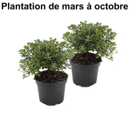 Lot de 2 Rhododendrons japonais - Livraison Offerte