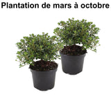 Lot de 2 Rhododendrons japonais - Livraison Offerte