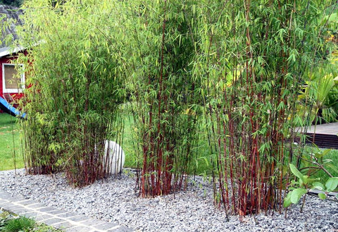 Set de 3 ou 6 arbustes en bambou rouge - Livraison Offerte