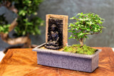 Set Bonsaï et cascade-Buddha ou cascade-pierres - Livraison Offerte en pot