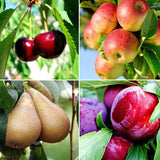 Set d'arbres fruitiers pomme, cerise, poire - Livraison offerte