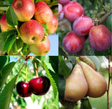 Ensemble de 4 ou 8 Arbres fruitiers (Cerise "Stella", Prune "Ambre noire", Poire "Doyenné du Comice", Pomme "Malus Braeburn") - Livraison Offerte