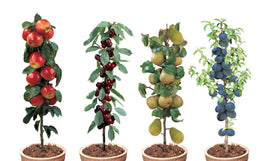 Ensemble de 4 ou 8 Arbres fruitiers (Cerise "Stella", Prune "Ambre noire", Poire "Doyenné du Comice", Pomme "Malus Braeburn") - Livraison Offerte