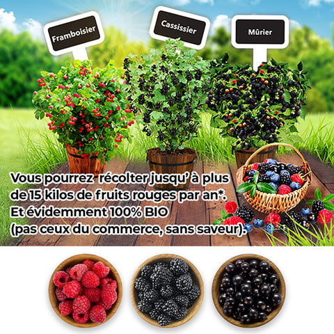 Set de 3 arbustes de fruits rouges - Livraison Offerte