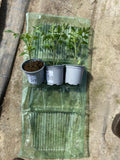 Lot 3 plants aromatiques Persil-Basilic-Thym - livrés en pot - Livraison offerte