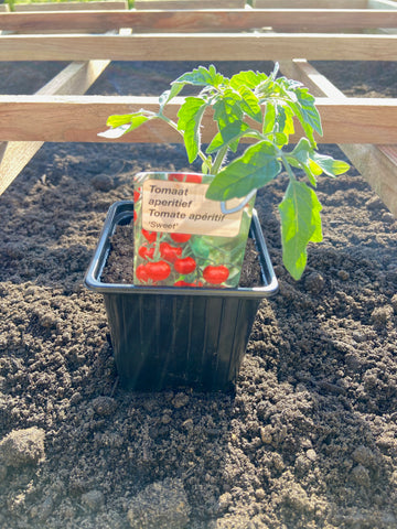 Lot 3 plants tomates Cerise-tomates Noires de Crimée-tomates Maestria - livrés en pot - Livraison offerte