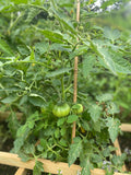 Lot 3 plants tomates Cerise-tomates Noires de Crimée-tomates Maestria - livrés en pot - Livraison offerte