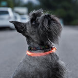 Collier lumineux à LED pour animaux - Livraison Offerte