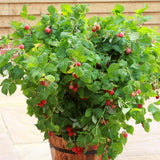 Set de 3 arbustes de fruits rouges - Livraison Offerte