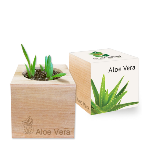 Plantes Aloe Vera, Tournesol, Basilic, Goutte de chocolat, trèfle à 4 feuilles - Livraison Gratuite