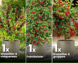 Set de 3 assortiments de baies rouges - Livraison Offerte