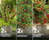 Set de 3 assortiments de baies rouges - Livraison Offerte