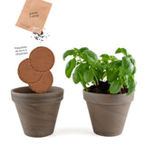 Kit de plantation intérieur Basilic grand vert Bio avec pot en terre cuite inclus - Livraison Offerte