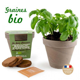 Kit de plantation intérieur Basilic grand vert Bio avec pot en terre cuite inclus - Livraison Offerte