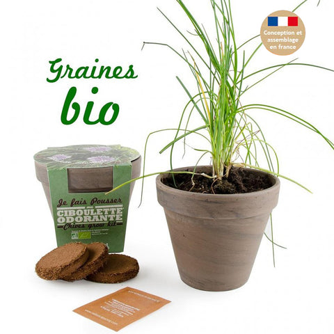 Kit de plantation d'intérieur Ciboulette Bio avec pot en terre cuite inclus - Livraison Offerte