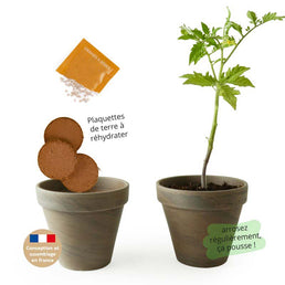 Kit de plantation intérieur Tomate cerise BIO avec pot en terre cuite inclus - Livraison Offerte
