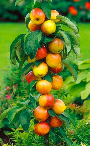 Set d'arbres fruitiers pomme, cerise, poire - Livraison offerte